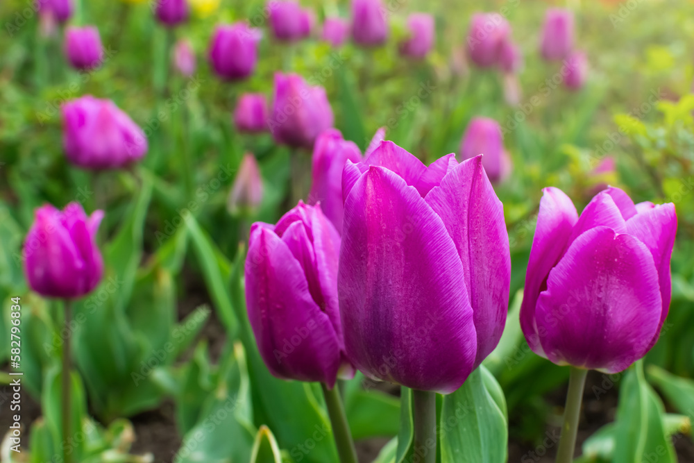 purple tulip. field of tulips. blooming tulip buds in spring