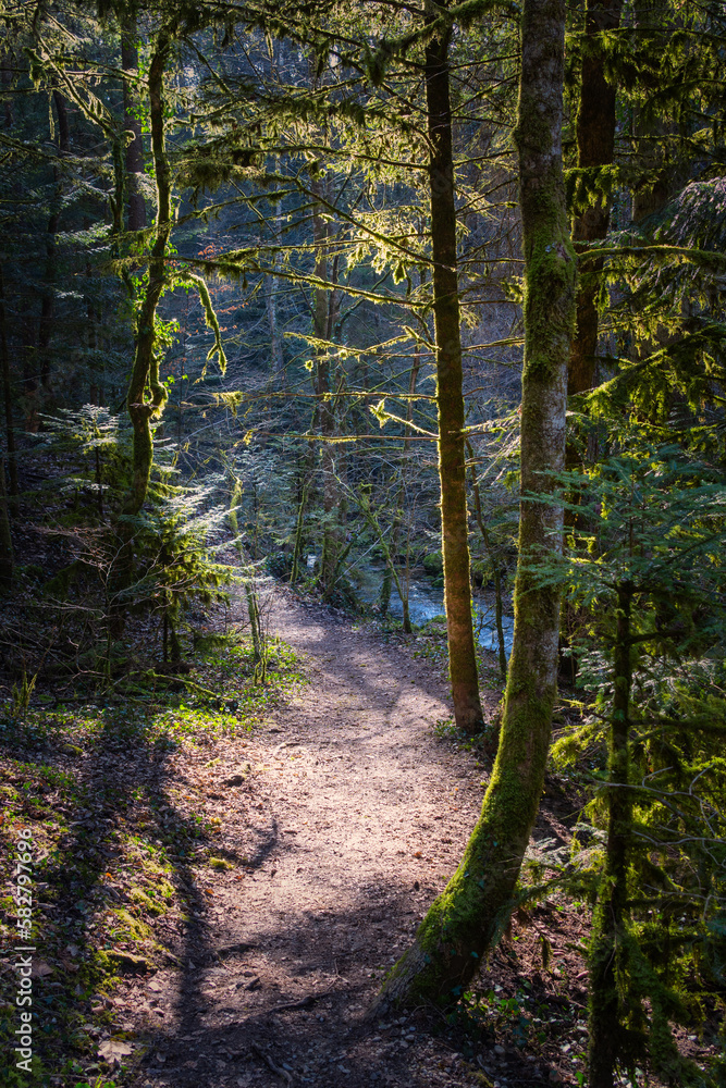 Fototapeta premium chemin forestier le long de la rivière
