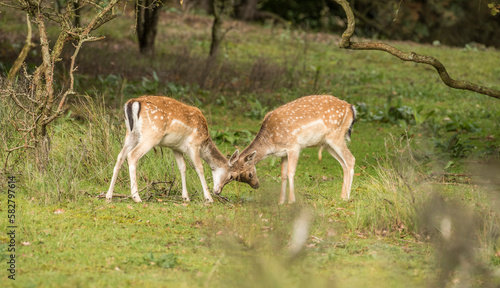 Two young fallow deer playing in wild nature. AWS. Amsterdamse waterleidingduinen. Nederland.