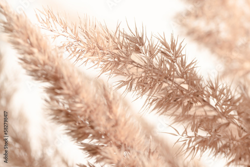 Pampas grass on a white background macro. Beige dry bouquet close-up. © Юлия Черкасова