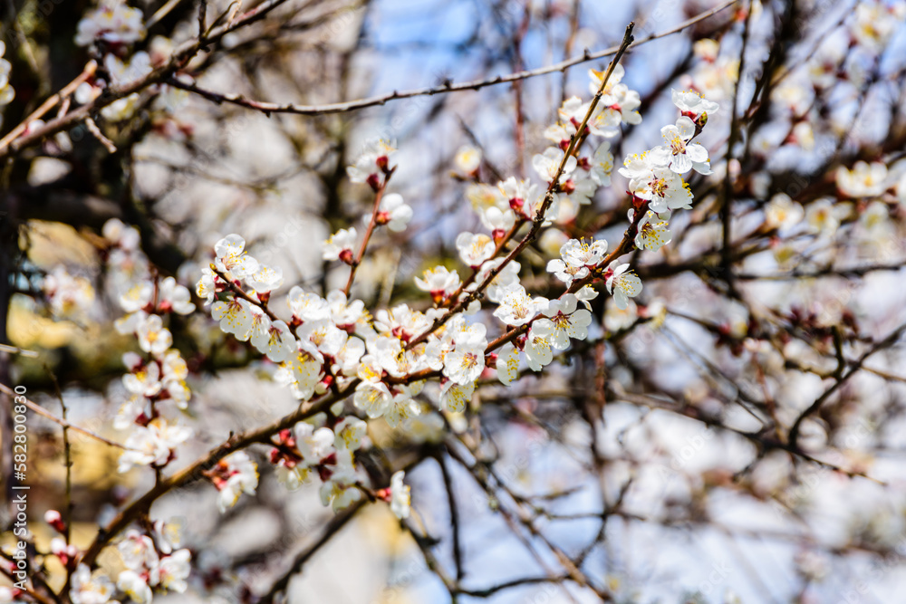 Branches of the blossoming apricot tree on spring Branches of the blossoming apricot tree on spring