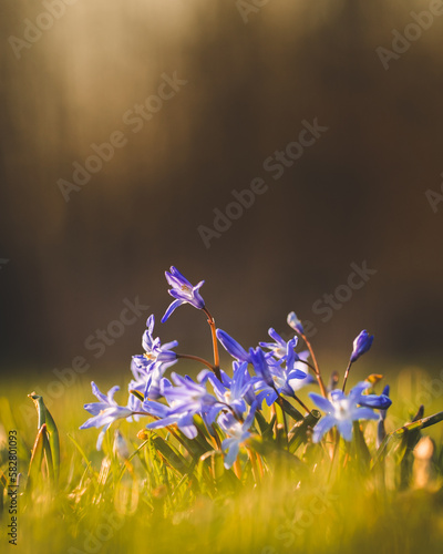 flowers in the meadow