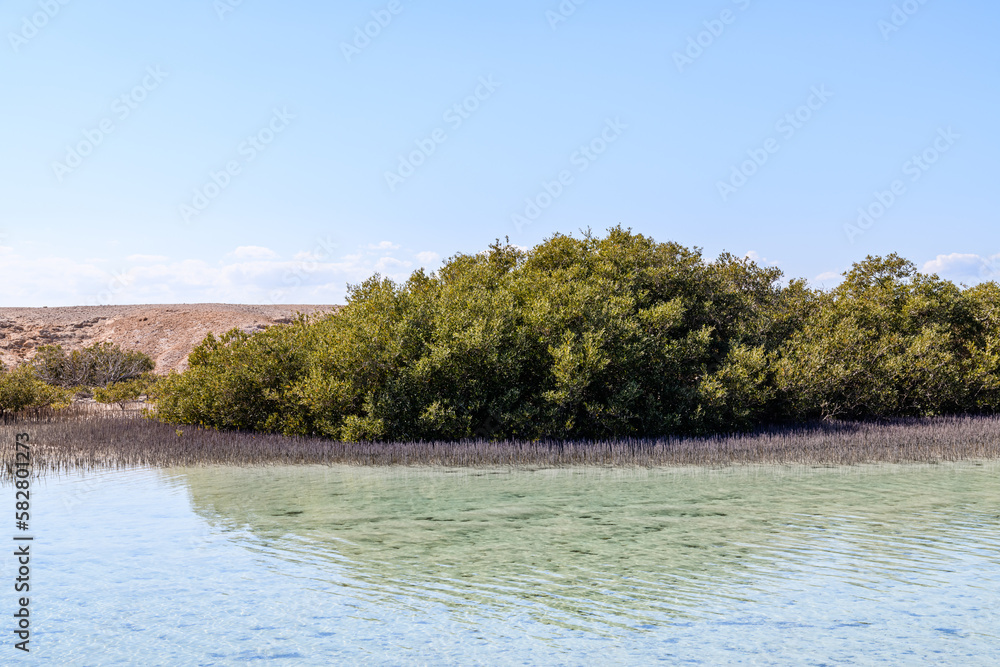 Mangrove trees at Ras Mohammed national park. Sinai peninsula, Egypt