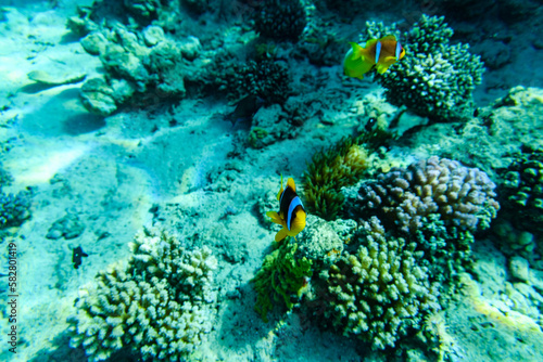 Colonies of corals and Red Sea Clownfish (Amphiprion bicinctus) at coral reef in Red sea