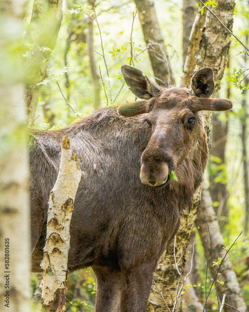 moose