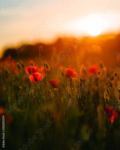 poppy field in summer