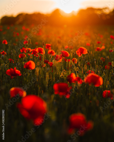 field of poppies and sun