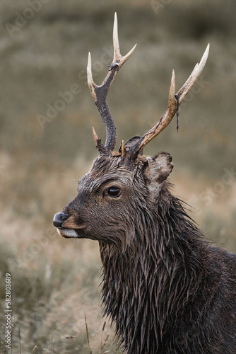 deer in the woods