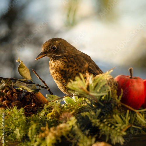 blackbird on the branch