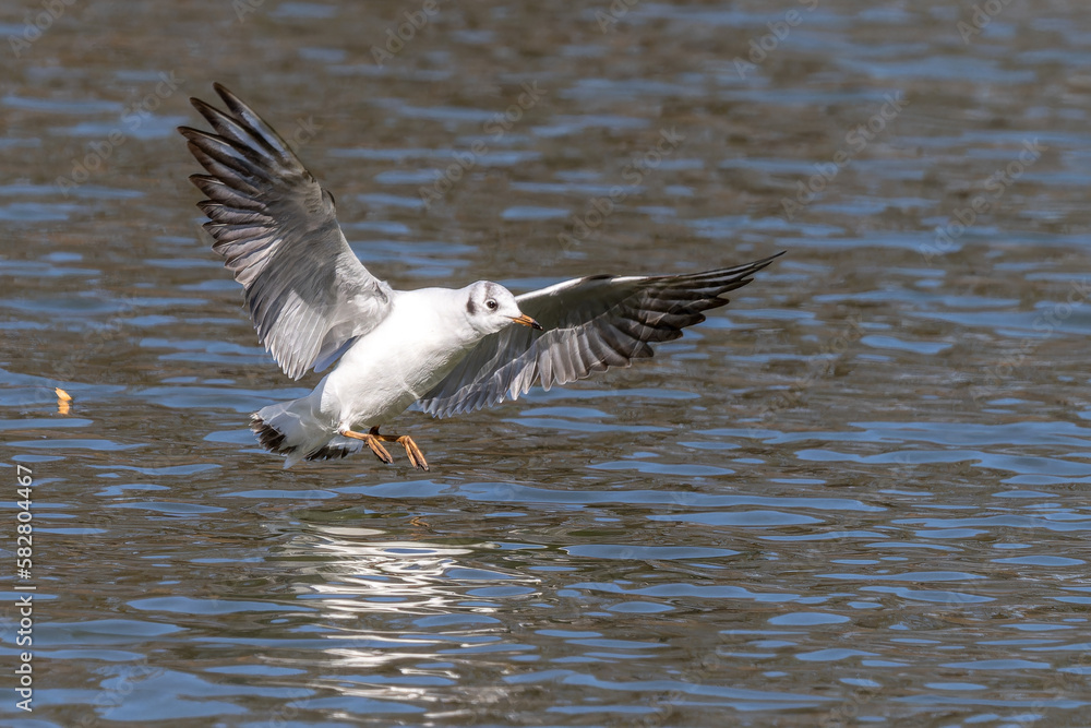 The European Herring Gull, Larus argentatus is a large gull The European Herring Gull, Larus argentatus is a large gull