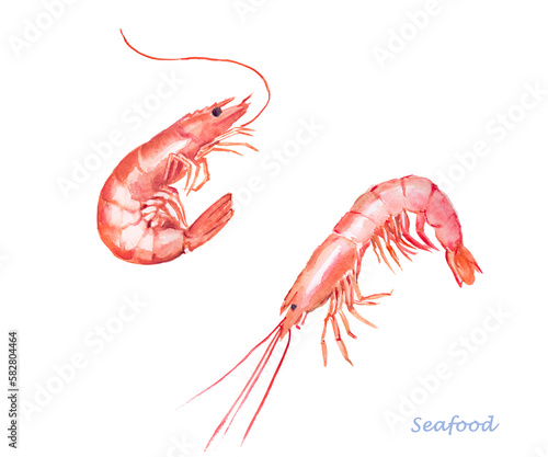 Shrimps ,  seafood,  crustacean ,  watercolor , food illustrations 	