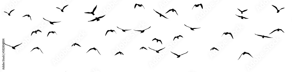 Fototapeta premium png flock of birds on clear background