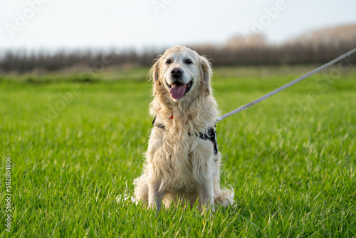 golden retriever dog on the green grass