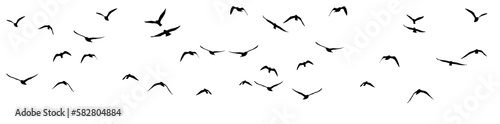 png flock of birds on clear background