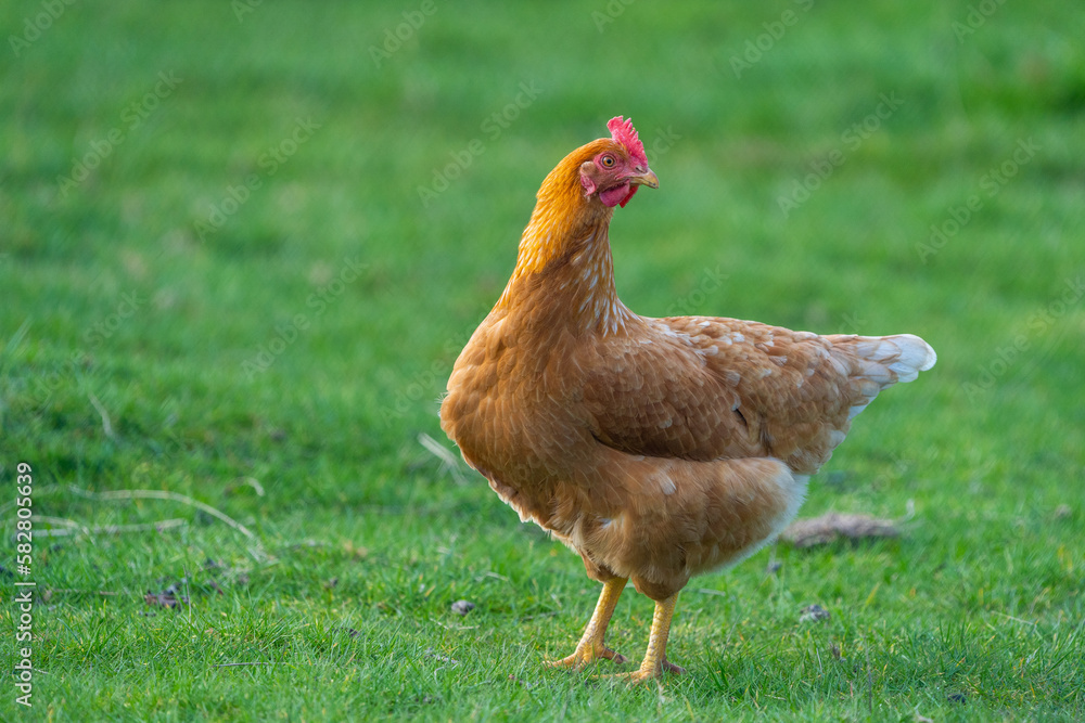 Fototapeta premium chicken on grass