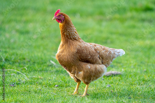 chicken on grass