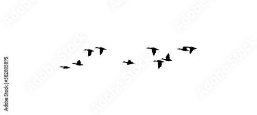 flock of duck birds on clear background