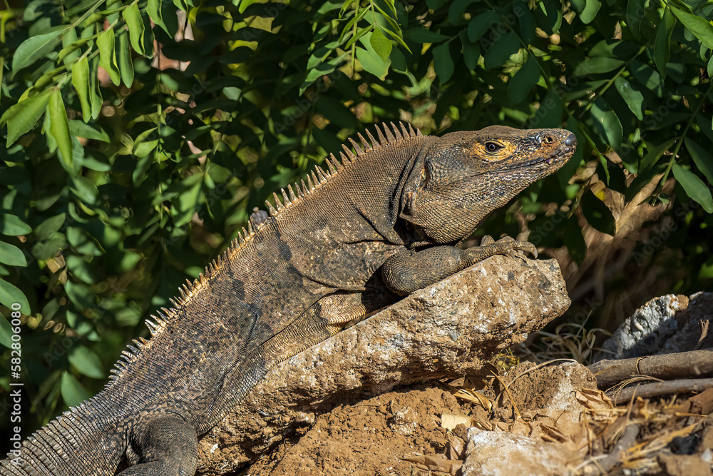 Close up image of an iguana sunning itself on a rock on a bright sunny day. There are lush green leaves in the background. Close up image of an iguana sunning itself on a rock on a bright sunny day. There are lush green leaves in the background.