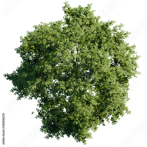 green tree top view on white png landscape plan urban photo