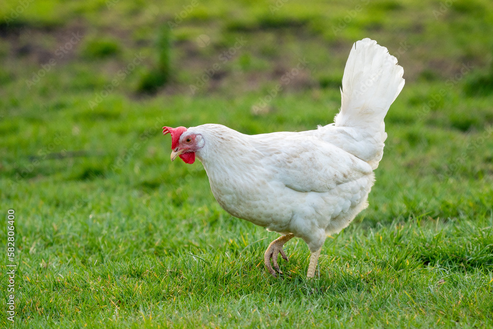 White leghorn chicken / chicken de livorno, the most beautifull italian chicken, known for giving the most eggs per year. White leghorn free range on grass
White leghorn chicken / chicken de livorno, the most beautifull italian chicken, known for giving the most eggs per year. White leghorn free range on grass