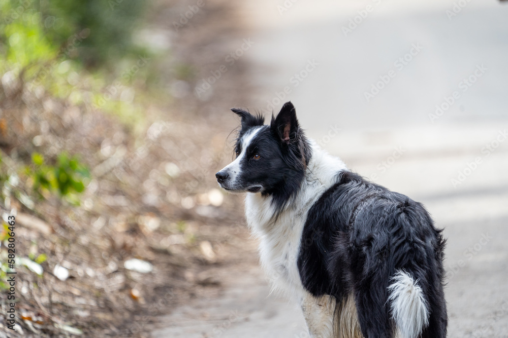 border collie dog on the road