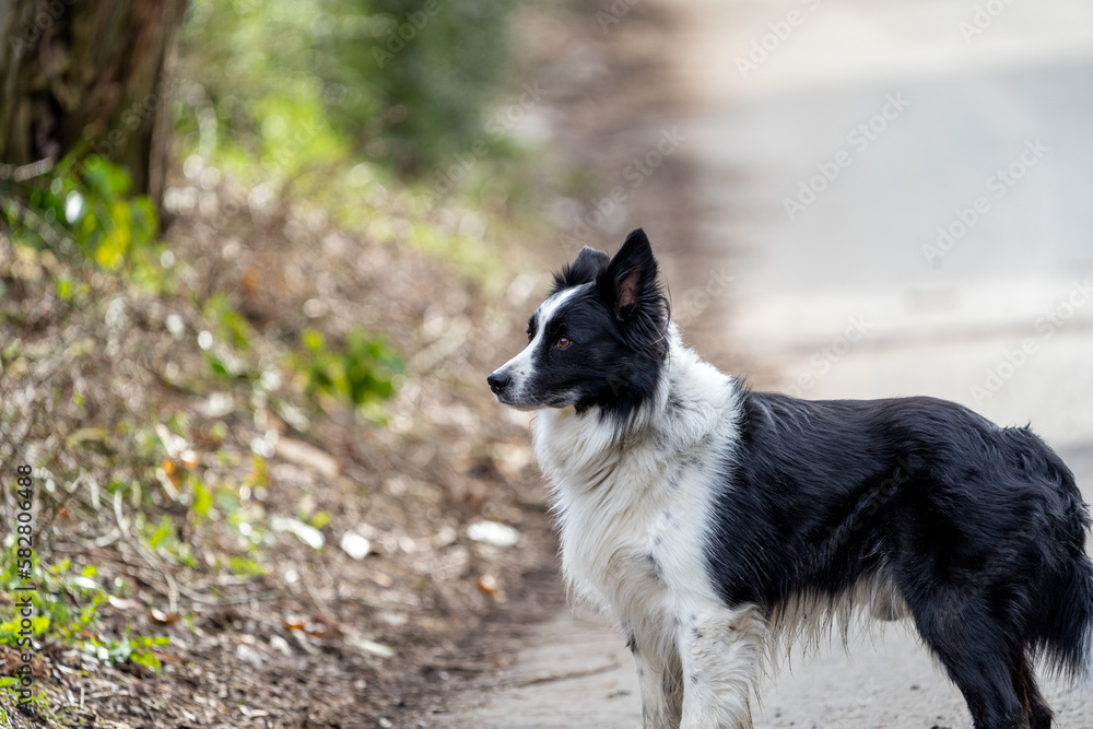 border collie dog on the road