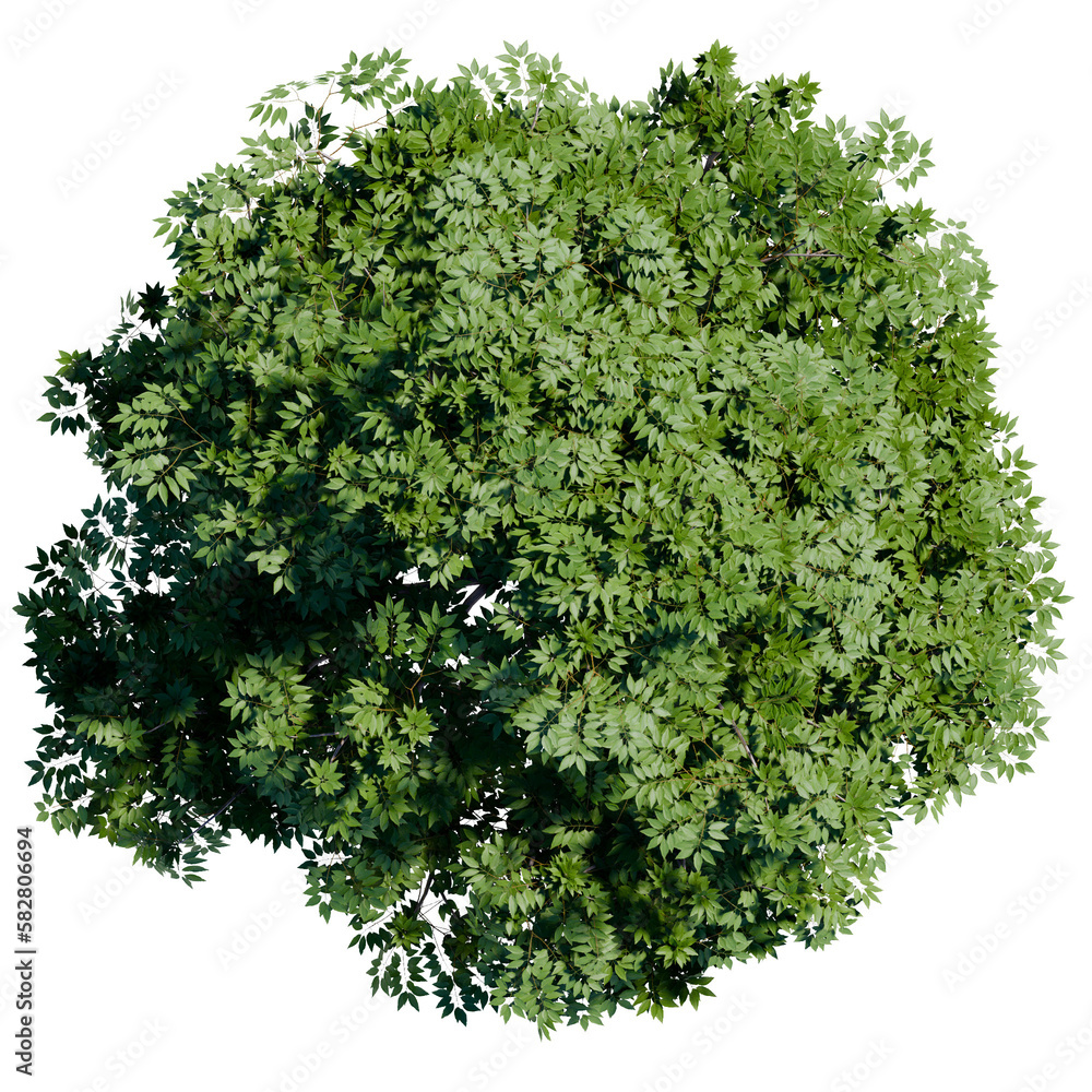 green tree top view on white png landscape plan urban green tree top view on white png landscape plan urban