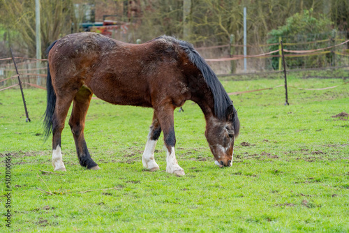 belgian horse in the field photo