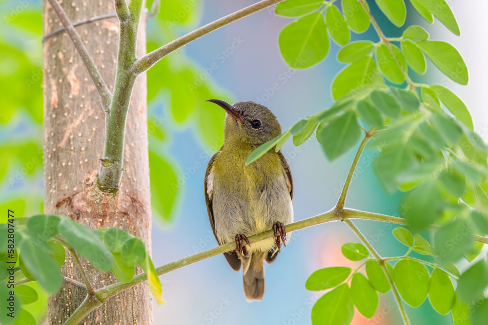 The olive-backed sunbird (Cinnyris jugularis), also known as the yellow-bellied sunbird, is a species of sunbird found from Southern Asia to Australia. The olive-backed sunbird (Cinnyris jugularis), also known as the yellow-bellied sunbird, is a species of sunbird found from Southern Asia to Australia.