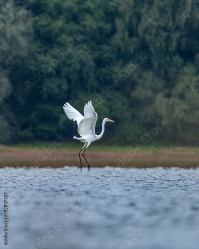 Czapla biała Ardea alba