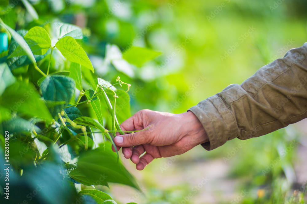 custom made wallpaper toronto digitalFarmer's hand touches agricultural crops close up. Growing vegetables in the garden. Harvest care and maintenance. Environmentally friendly products
