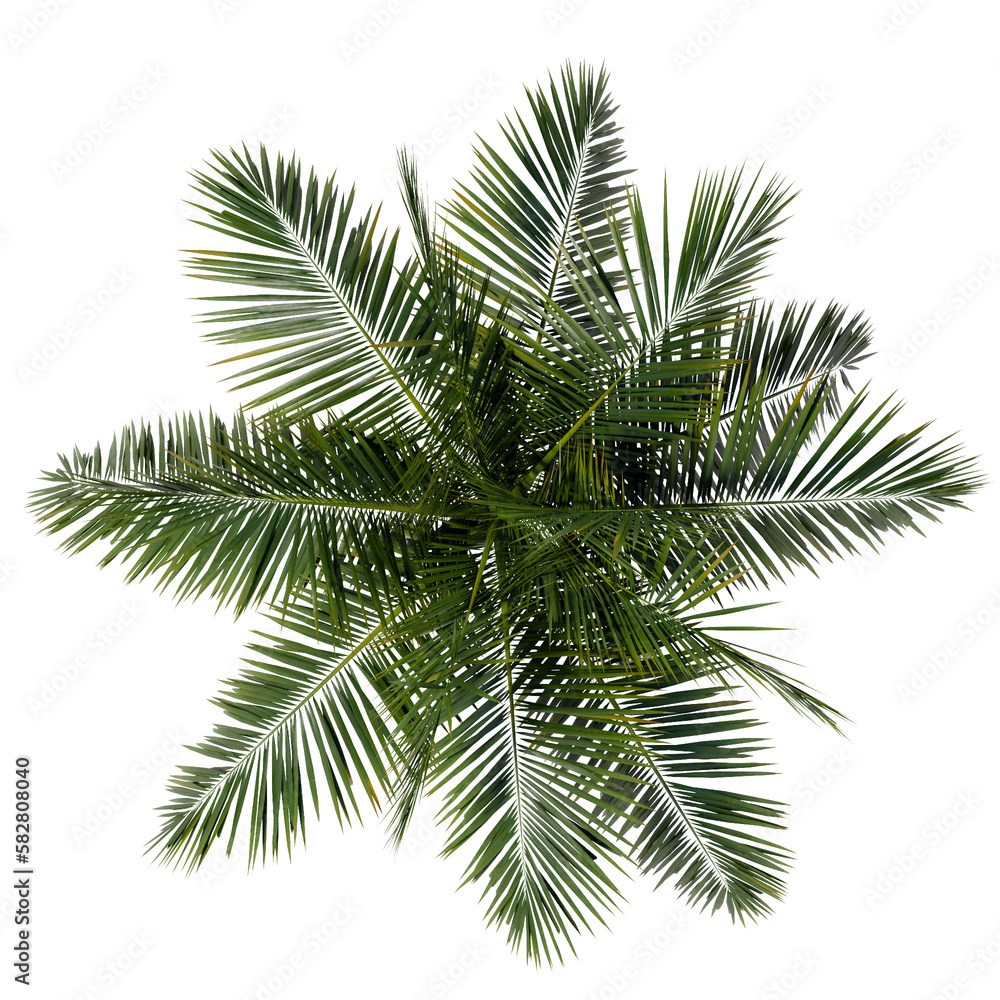 green tree top view on white png landscape plan urban