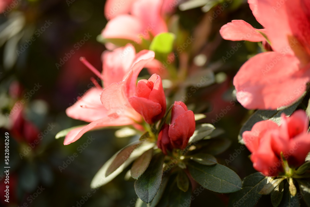blurry bright summer floral background, flower texture, bright colorful azalea background, red azalea flowers close-up, pink flowers close-up, flower background flowery summer texture for backgrounds