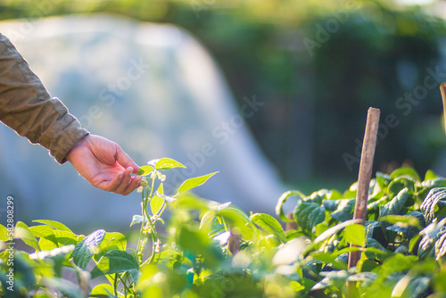 Farmer's hand touches agricultural crops close up. Growing vegetables in the garden. Harvest care and maintenance. Environmentally friendly products