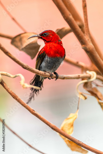   Wikipedia https://en.wikipedia.org › wiki › Crimson_sunbird The crimson sunbird (Aethopyga siparaja) is a species of bird in the sunbird family which feed largely on nectar © lessysebastian