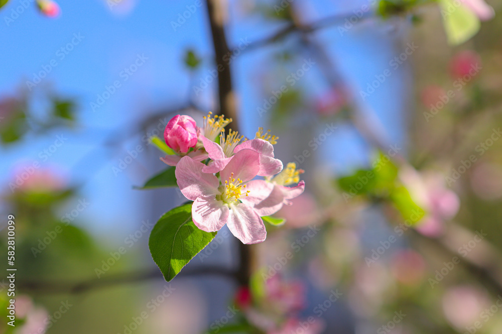 Begonia flowers blooming in Asian parks in spring Begonia flowers blooming in Asian parks in spring