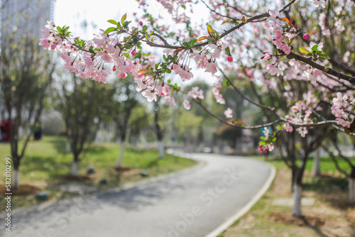 Begonia flowers blooming in Asian parks in spring