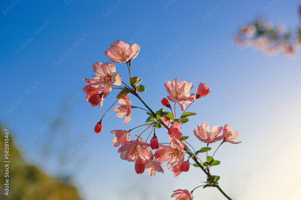 Begonia flowers blooming in Asian parks in spring Begonia flowers blooming in Asian parks in spring