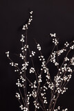 Bush branches on a black background decorated with decorative white balls. High quality photo