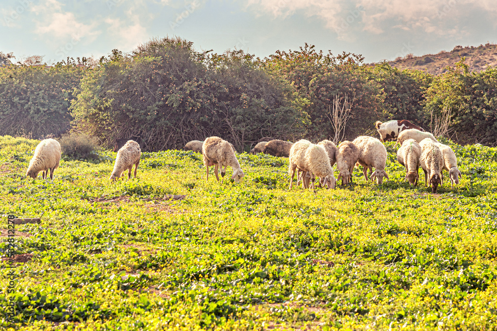 Fototapeta premium grazing sheep in the spring meadow