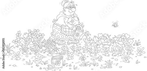 Funny granny gardener watering vegetables in her kitchen garden on a warm summer day, black and white outline vector cartoon illustration for a coloring book