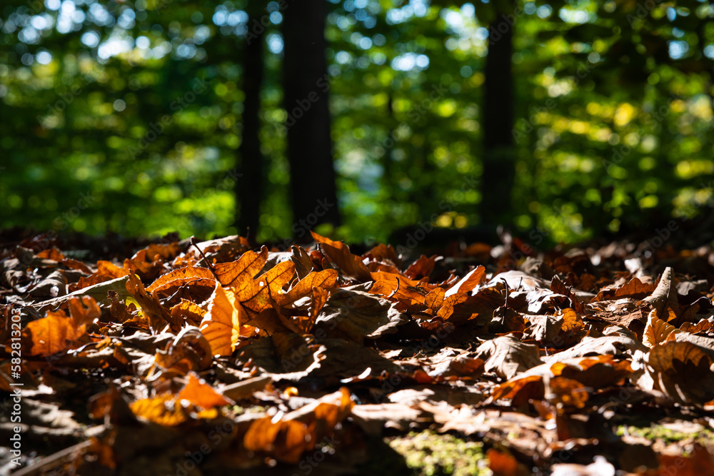 Fallen brown leaves on the ground and blurry forest on the ground Fallen brown leaves on the ground and blurry forest on the ground