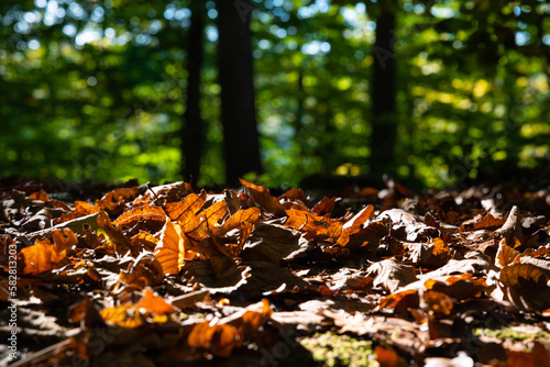Fallen brown leaves on the ground and blurry forest on the ground