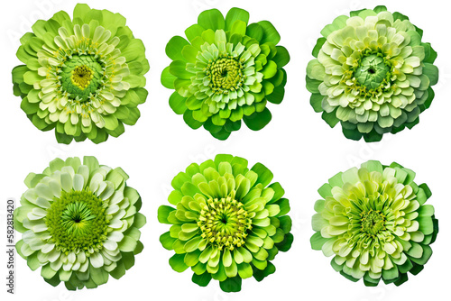Assorted green zinnia flower heads on transparent PNG background. Created with Generative AI.