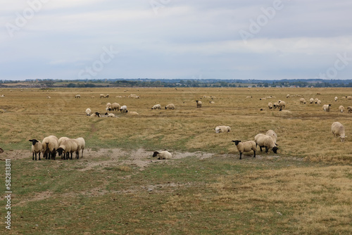 Flock of sheep of the Suffolk breed with the black head grazing with wool fleece