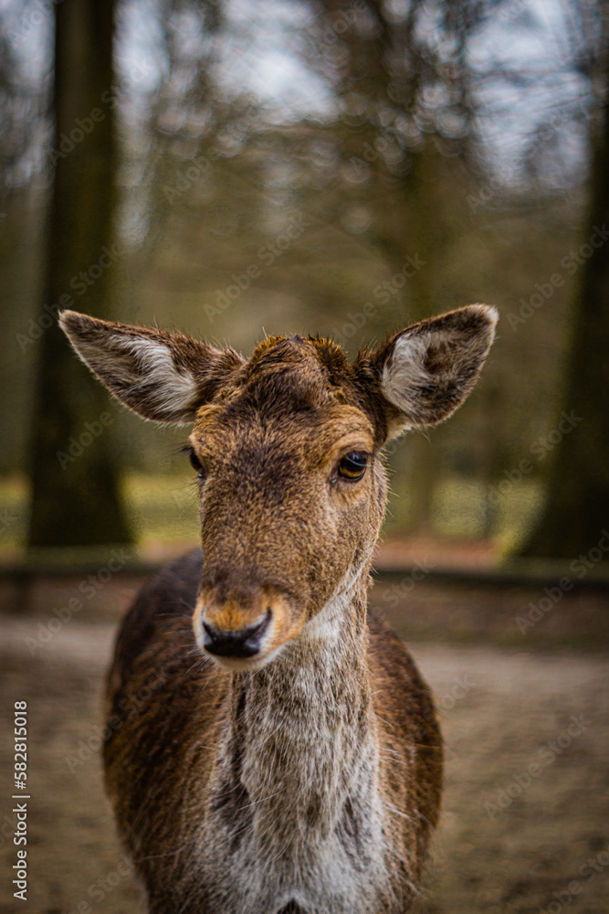 deer in the woods deer in the woods