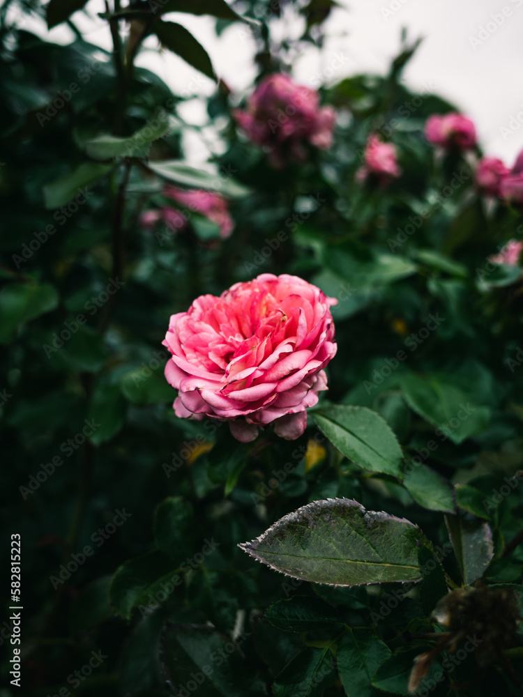 pink rose in the garden pink rose in the garden