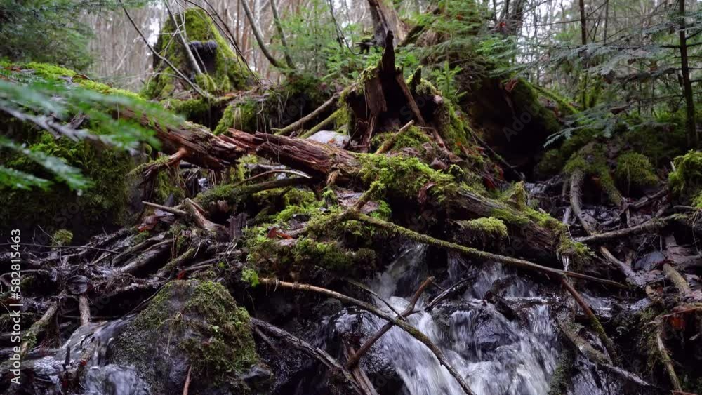Tranquil Stream in Pristine peaceful Woods of Sweden: Calming Nature Footage for Wellness, Yoga, Stress-relief and sleep Videos. Tranquil Stream in Pristine peaceful Woods of Sweden: Calming Nature Footage for Wellness, Yoga, Stress-relief and sleep Videos.