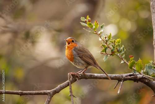 Robin Redbreast singing in a tree branch. European Robin © nvphoto