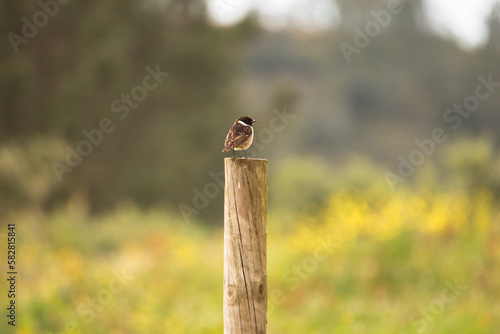 Bird on a wooden pole. Stonechat posing on wooden pole.  © nvphoto